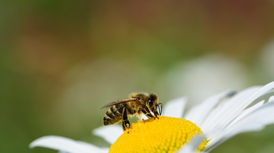 Nasce la Comunità Novarese per la tutela della biodiversità 